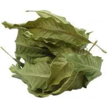 Dried Mango Leaves